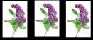 Gite Agricole Les Lilas