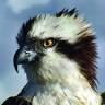 Bywyd Gwyllt Glaslyn Wildlife - Ospreys