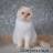 Glorya's Pupi Cattery