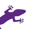 Go Gecko Moreton Region