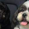Gosford Pets - Dog Groomers in Tring