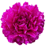 Gramma B's Home & Garden