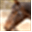 Grampians Horse Riding Centre