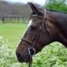 Grandview Equestrian Centre