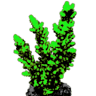 GREEN CORALS