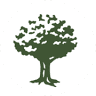 Green Oak