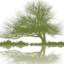 Greentree Massage