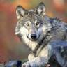 Greywolf Accounting