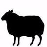 Borrego Canalla