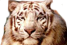 Jeep Safari Charges Costs Rates Timings Bandhavgarh