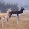 Wildlife Guda Bishnoiyan