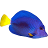 Gupi