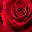 Guus Bloemen