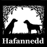 Hafannedd