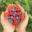 Hampton Blue Organic Blueberries