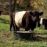 Happily Ever After Farm