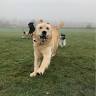 Harvington Kennels & Cattery