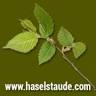 Appartements Haselstaude