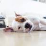 Veterinary Associates of Hattiesburg
