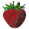 Hayton Farms Berries