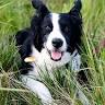 Heart's Ease Veterinary Care