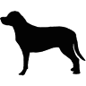 Hedge Lane Labradors