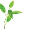 Herbal For Kids