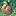 HERZ BLATT