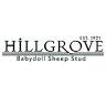 Hillgrove Babydoll Sheep in Australia