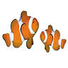 Hobby Fish