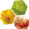 Holland Biodiversity B.V.