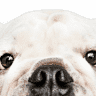 HOSVET Pet - Hospital Veterinário
