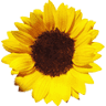 Hotel Il Girasole