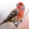 House Finch Suburban Nature Store