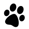 Pups Houssin - Chiots Houssin