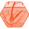 Huid- en Oedeemcentrum
