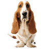 hushpuppies