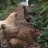 I Am The Chicken Man Inc.