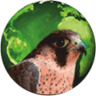 Iberfauna