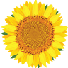 Agriturismo Il Girasole