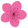 Il Mandorlo In Fiore