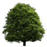Inheritance Legal Services Ltd