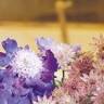 Iris Diehl | Blumen, Garten & Café