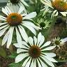 Seagate Nurseries