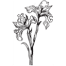 Irises Designs - 