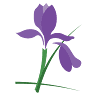 Iris Florists