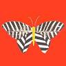 Iron Butterfly