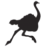 Muhu Ostrich Ltd.
