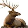 jagdquelle