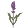Jardin du Soleil Lavender Farm